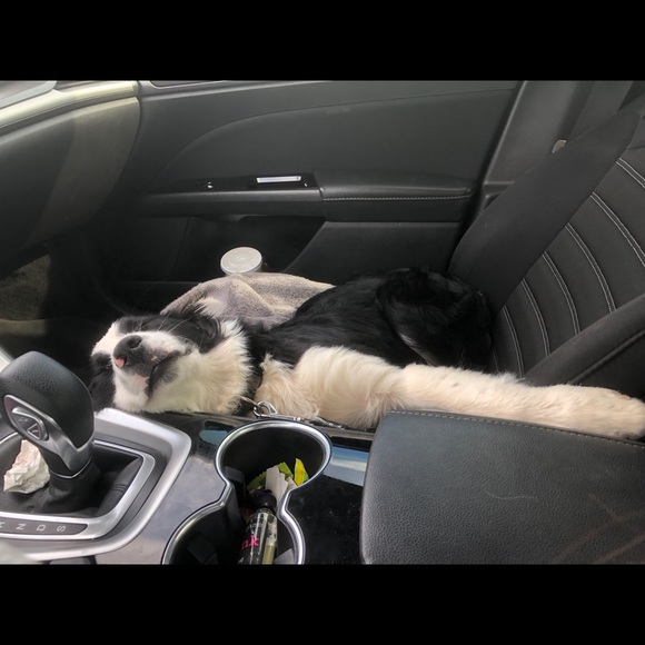 Meet your posher! - Picture 4 of 4